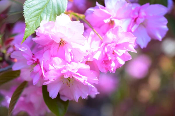 Ramas Cerezo Con Hermosas Flores Primer Plano Concepto Primavera — Foto de Stock