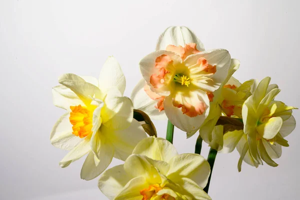 Ramo Hermosos Narcisos Sobre Fondo Claro Concepto Primavera Día Madre —  Fotos de Stock