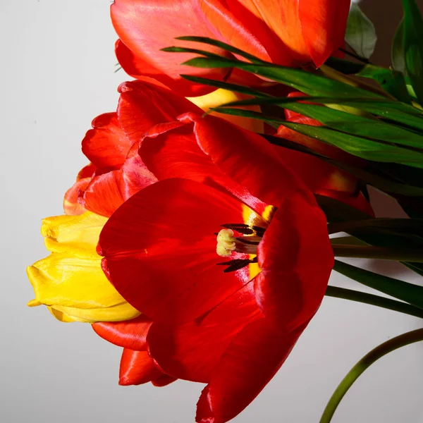 Işık arkaplanda güzel laleler, bahar ve anneler günü konsepti, yakın görüş.  