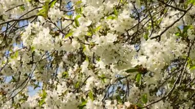 Güzel çiçekli kiraz ağacı dalları, yakın plan, bahar konsepti.  