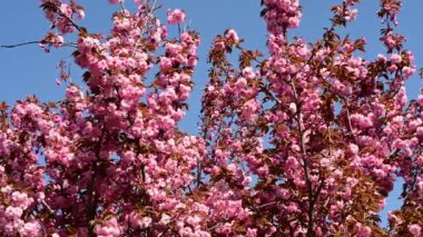 Güzel çiçekli kiraz ağacı dalları, yakın plan, bahar konsepti.  