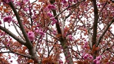 Güzel çiçekli kiraz ağacı dalları, yakın plan, bahar konsepti.  