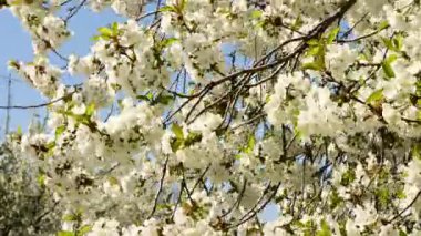 Güzel çiçekli kiraz ağacı dalları, yakın plan, bahar konsepti.  