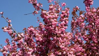 Güzel çiçekli kiraz ağacı dalları, yakın plan, bahar konsepti.  