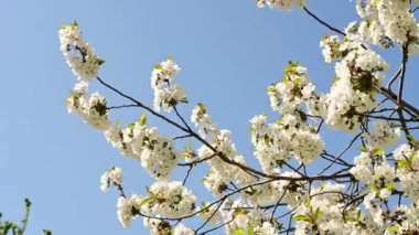 Güzel çiçekli kiraz ağacı dalları, yakın plan, bahar konsepti.  