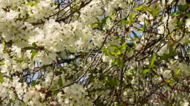 Güzel çiçekli kiraz ağacı dalları, yakın plan, bahar konsepti.  