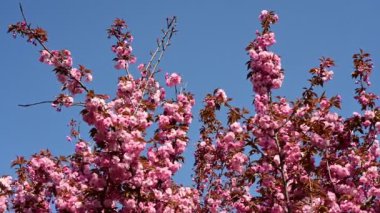 Güzel çiçekli kiraz ağacı dalları, yakın plan, bahar konsepti.  