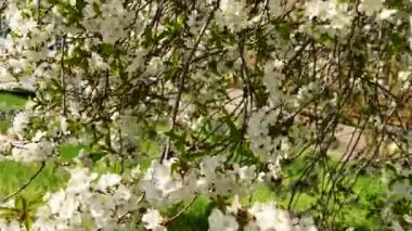Güzel çiçekli kiraz ağacı dalları, yakın plan, bahar konsepti.  