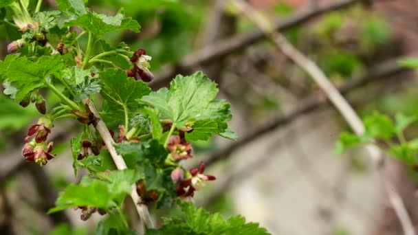 Stachelbeerstrauch Mit Grünen Blättern Nahsicht Sommerkonzept — Stockvideo