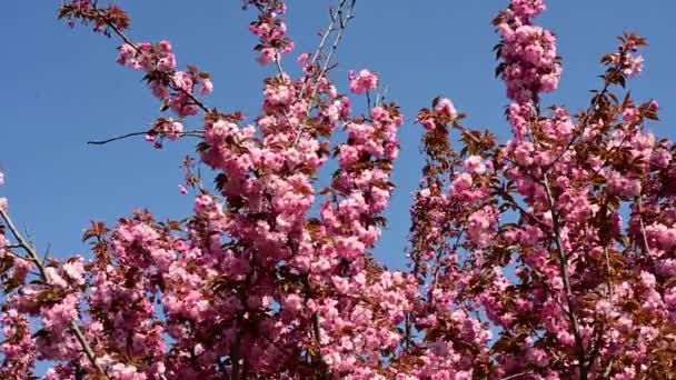 Körsbärsträd Grenar Med Vackra Blommor Närbild Vår Koncept — Stockvideo