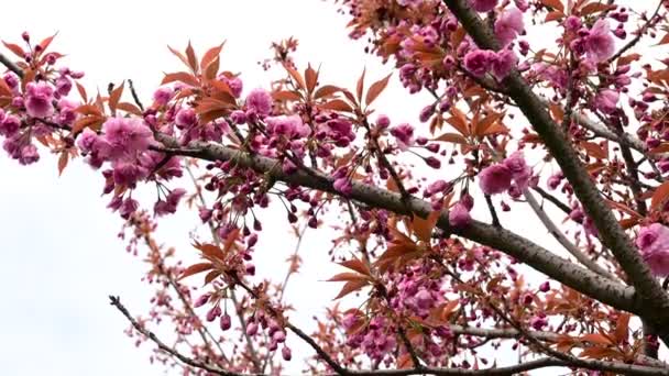 Körsbärsträd Grenar Med Vackra Blommor Närbild Vår Koncept — Stockvideo