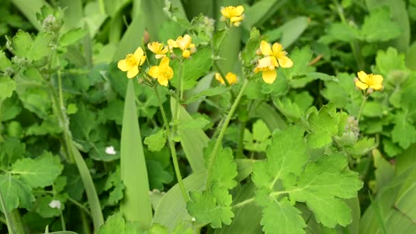 Schöne Blumen Wachsen Garten Sonnigen Frühlingstag — Stockvideo