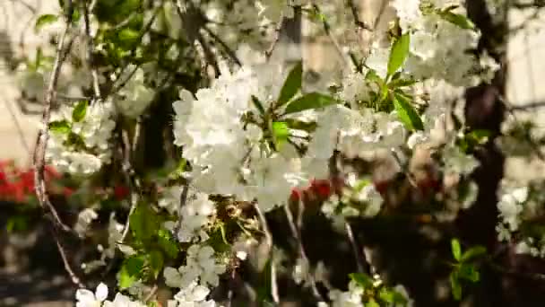 Kersenboom Takken Met Prachtige Bloemen Close Lente Concept — Stockvideo