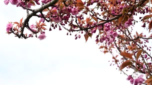 Kirschbaumzweige Mit Schönen Blüten Nahaufnahme Frühlingskonzept — Stockvideo