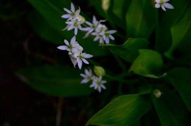 Güneşli yaz gününde bahçede yetişen güzel çiçekler. 