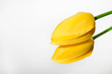 Ayna arka planında güzel lale çiçeği, bahar konsepti, yakın görüş  