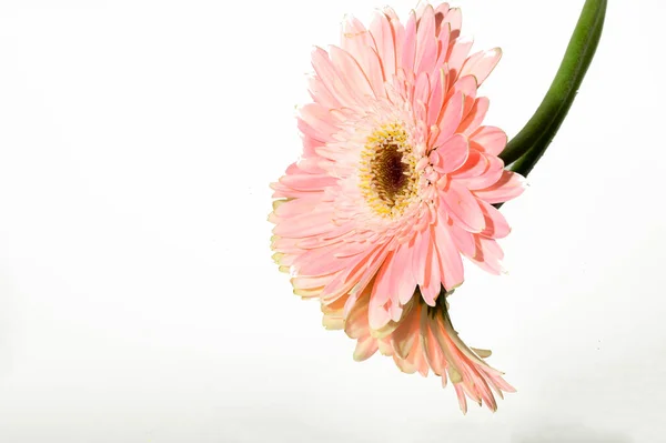 Beautiful Gerbera Flower Mirror Background Spring Concept Close View — Stock Photo, Image