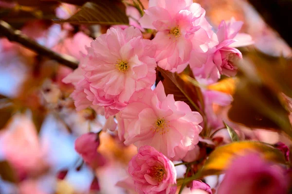 Cherry Tree Branches Beautiful Flowers Close Spring Concept — Stock Photo, Image