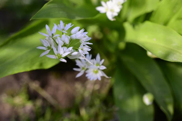 Schöne Blumen Wachsen Garten Sonnigen Sommertag — Stockfoto