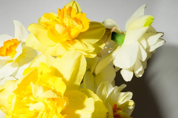 Букет Красивих Нарцисів Світлому Фоні Концепція Весняного Материнського Дня Вид — стокове фото