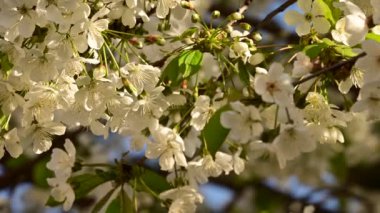 Güzel çiçekli kiraz ağacı dalları, yakın plan, bahar konsepti.  