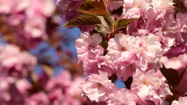 Güzel çiçekli kiraz ağacı dalları, yakın plan, bahar konsepti.  