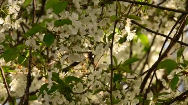 Güzel çiçekli kiraz ağacı dalları, yakın plan, bahar konsepti.  
