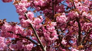 Güzel çiçekli kiraz ağacı dalları, yakın plan, bahar konsepti.  