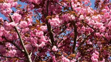 Güzel çiçekli kiraz ağacı dalları, yakın plan, bahar konsepti.  