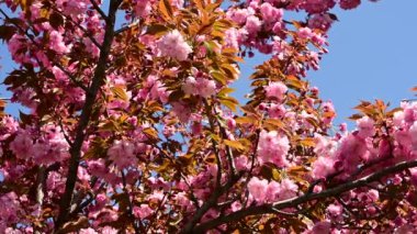 Güzel çiçekli kiraz ağacı dalları, yakın plan, bahar konsepti.  