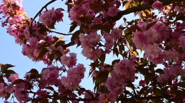 Güzel çiçekli kiraz ağacı dalları, yakın plan, bahar konsepti.  