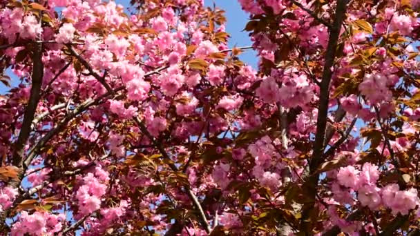 Güzel Çiçekli Kiraz Ağacı Dalları Yakın Plan Bahar Konsepti — Stok video