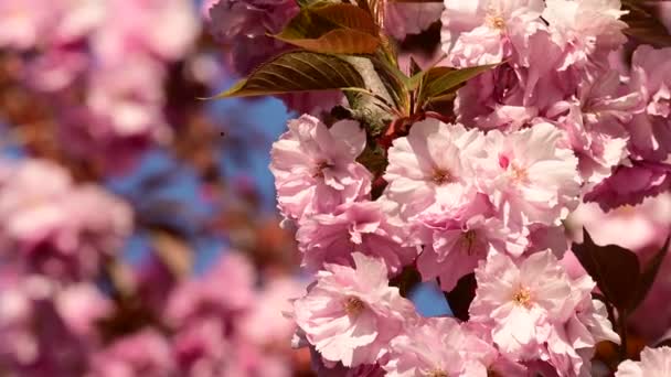 美しい花が咲く桜の木の枝クローズアップ春のコンセプト — ストック動画