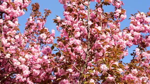 Körsbärsträd Grenar Med Vackra Blommor Närbild Vår Koncept — Stockvideo