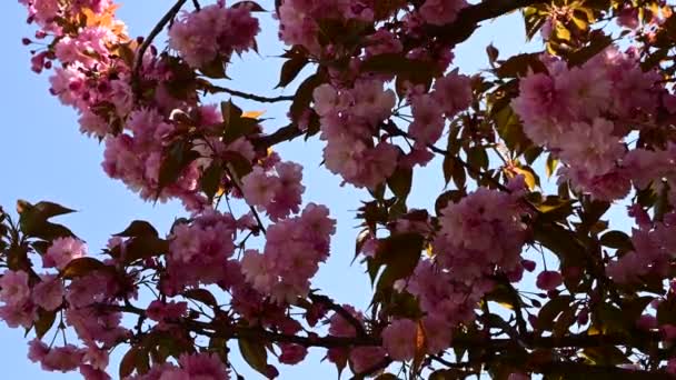 Ramas Cerezo Con Hermosas Flores Primer Plano Concepto Primavera — Vídeo de stock