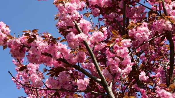 Körsbärsträd Grenar Med Vackra Blommor Närbild Vår Koncept — Stockvideo