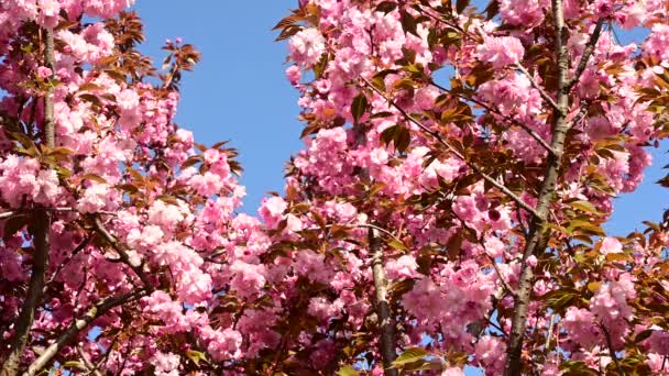 Körsbärsträd Grenar Med Vackra Blommor Närbild Vår Koncept — Stockvideo