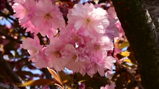 Branches Cerisier Avec Belles Fleurs Gros Plan Concept Printemps — Video