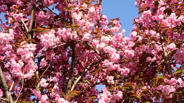 Cseresznyefa Ágak Gyönyörű Virágokkal Közelkép Tavaszi Koncepció — Stock videók