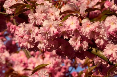 Güzel çiçekli kiraz ağacı dalları, yakın plan, bahar konsepti.  