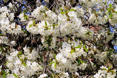 Güzel çiçekli kiraz ağacı dalları, yakın plan, bahar konsepti.  