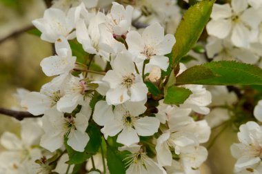 Güzel çiçekli kiraz ağacı dalları, yakın plan, bahar konsepti.  
