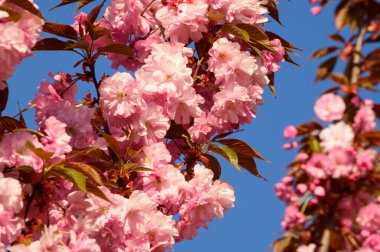 Güzel çiçekli kiraz ağacı dalları, yakın plan, bahar konsepti.  