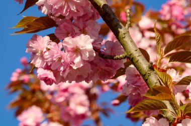 Güzel çiçekli kiraz ağacı dalları, yakın plan, bahar konsepti.  