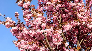Güzel çiçekli kiraz ağacı dalları, yakın plan, bahar konsepti.  