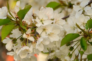 Güzel çiçekli kiraz ağacı dalları, yakın plan, bahar konsepti.  
