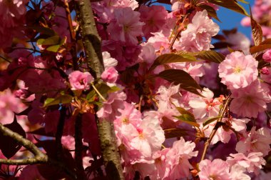 Güzel çiçekli kiraz ağacı dalları, yakın plan, bahar konsepti.  