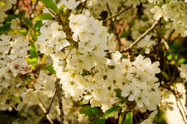 Güzel çiçekli kiraz ağacı dalları, yakın plan, bahar konsepti.  