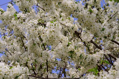 Güzel çiçekli kiraz ağacı dalları, yakın plan, bahar konsepti.  