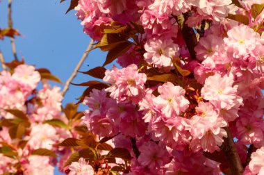 Güzel çiçekli kiraz ağacı dalları, yakın plan, bahar konsepti.  